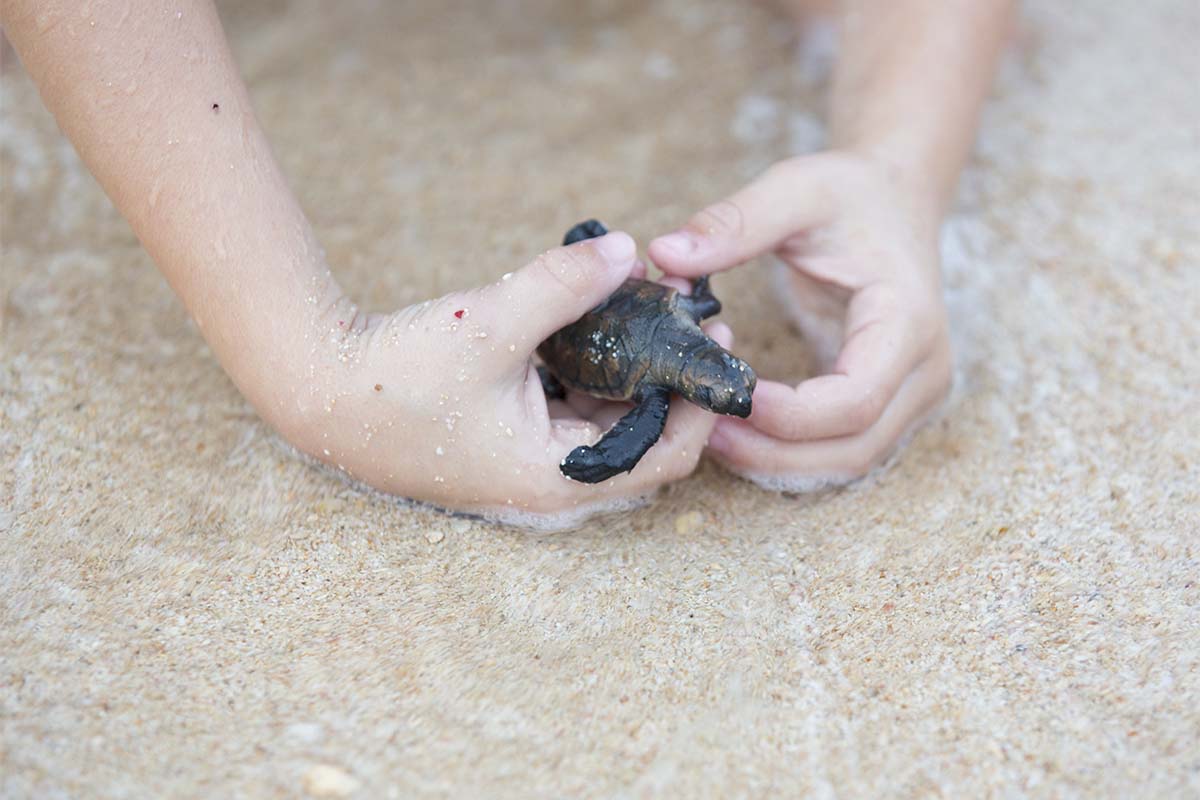 Kid playing with baby turtle