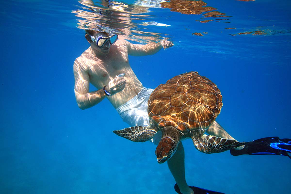 Swimmer playing with turtle in Barbados